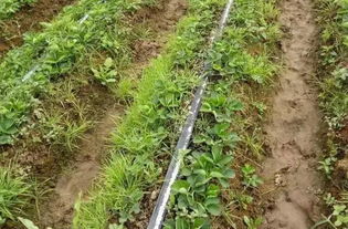 草莓移栽后用什么除草剂比较安全