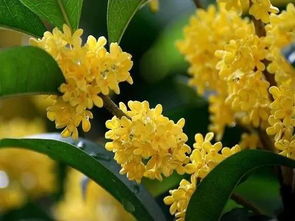 18种长养植物不开花,从这几个地方找原因