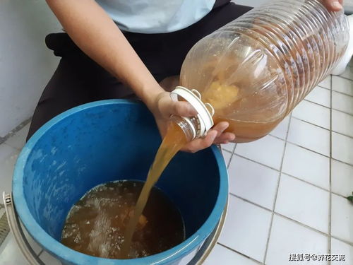 过年吃剩的果皮菜叶不要丢,可制作成快速 无臭且简单的酵素肥