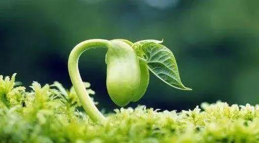 植物调节剂使用不当效果适得其反,不如不用