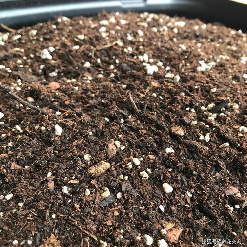 养花要用好土真能事半功倍,自己配的营养土,能让植物快速生长