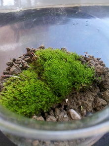 苔藓日记4