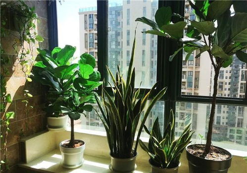 养花新手福利,3种植物不喜水,2周浇水1次,不黄叶不烂根