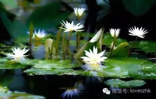 2016深圳端午节活动汇总 2016深圳端午节出游指南