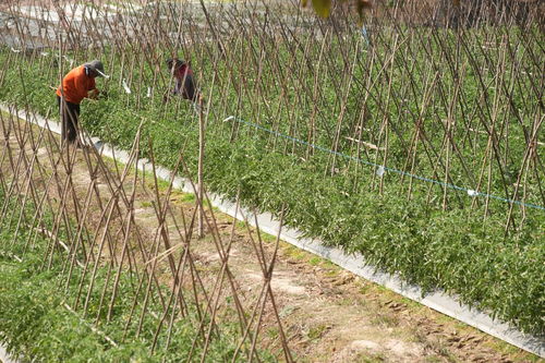 花卉 苗木 果树主要使用哪些肥料和农药