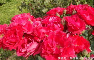 此花花大芳香,花色鲜艳,观赏性强,低温开花,值得拥有和养护 