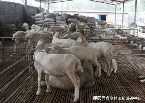 羊养殖场的消毒方法