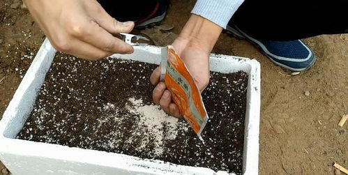营养土是直接用还是掺着用