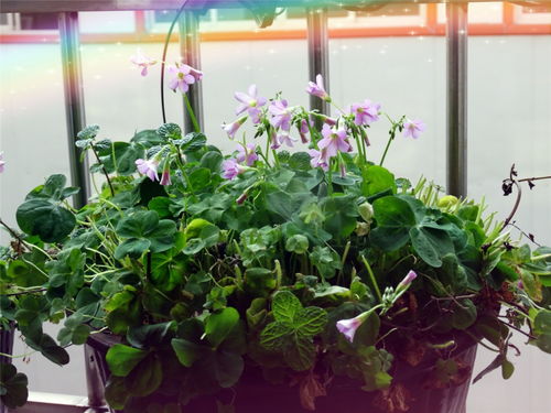 窗台盆花