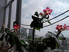 家里空花盆为什么不好