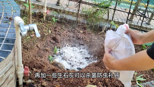 阳台种菜土壤不肥沃,零成本黄土变黑土