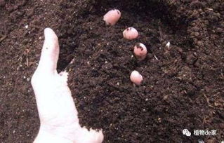 茉莉花嫩枝扦插方法 还不赶紧来get一下