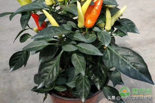 家庭怎么种植辣椒 辣椒的盆栽种植方法
