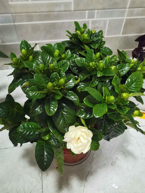 栀子花不开花,赶快这样做