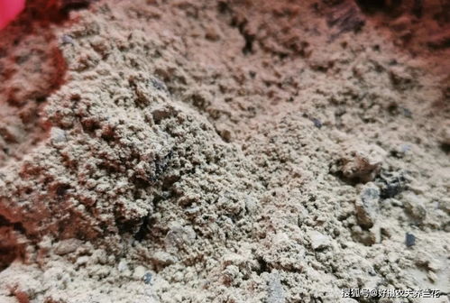 草木灰能当兰花肥料吗 除了钾元素,还有一个更重要的作用