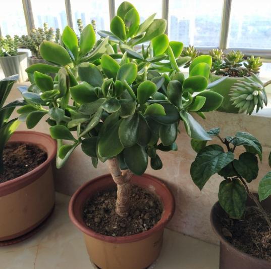 3种花 揪一个叶子,扔在花盆就发芽,30天长满一大盆,省钱啦