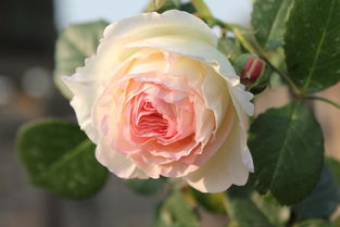 月季花不是四季开花吗