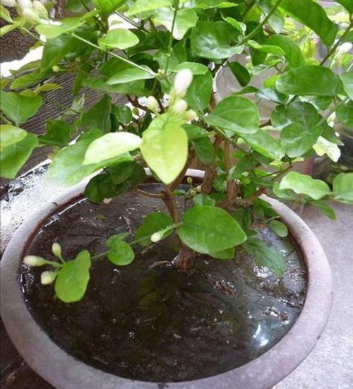 夏天养花有 3忌 ,提前做好了解,避免出现烂根 黄叶