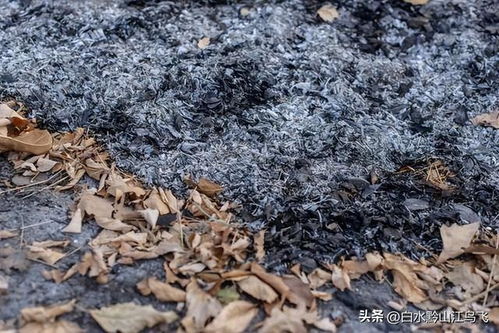 兰花吃点草木灰 叶绿苗壮花多多