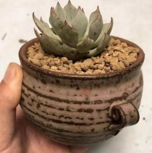 给花浇水的时候,怎么判断土壤的干湿 听听老花匠的经验之谈