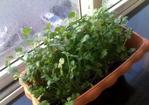 闲在家里没事,不如试试种菜,最快7天就能吃