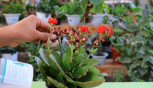 家里养这2种花,开完花后剪一剪,很快就能再开花