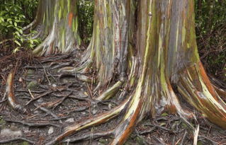 云南 海南 广西等地大量种植桉树的弊端尽显无疑 入春来干旱严重