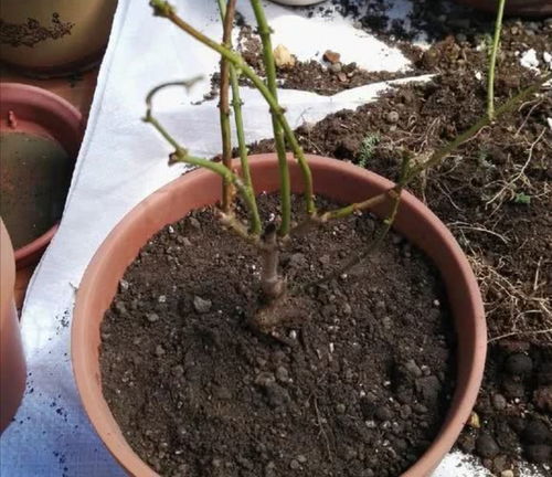 家庭养花,3种花土不能用,否则养啥花都不长