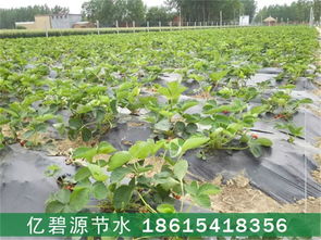 甘肃张掖地区山地苹果园滴灌技术安装视频,甘肃张掖地区山地苹果园滴灌技术安装视频生产厂家,甘肃张掖地区山地苹果园滴灌技术安装视频价格