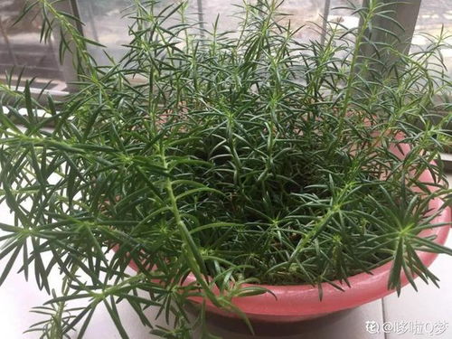 太阳花多浇水还是少浇水