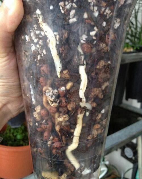 用这个垃圾养兰花,兰花露出白花花的腿,爆盆给你看
