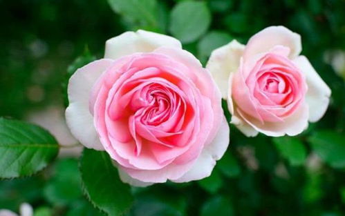 家里就养 2种花 ,耐旱又耐晒,花开就爆盆,漂亮又好养 月季