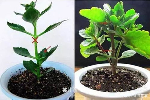 长寿花扦插,抓住好时机,简单三步注意四点,年底阳台变花海