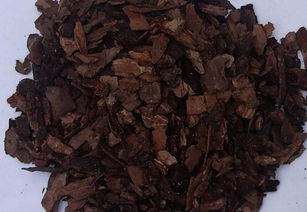 松树皮怎样处理才能种兰花 众多兰花养殖者的经验大集合