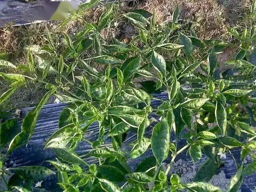 辣椒越夏栽培为啥易卷叶 这7点不得不防