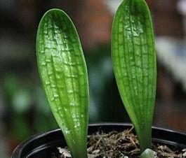 君子兰没有根还能栽种成活吗