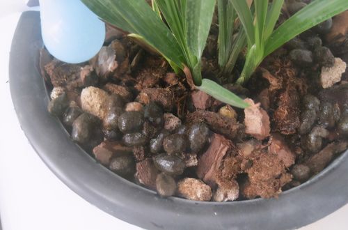 羊粪当植料养花前,掌握住用量 发酵方法,养啥花都能旺