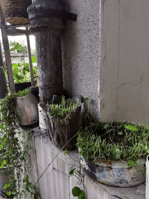 很难养死的5种花,想养死也不简单,你养死过几种