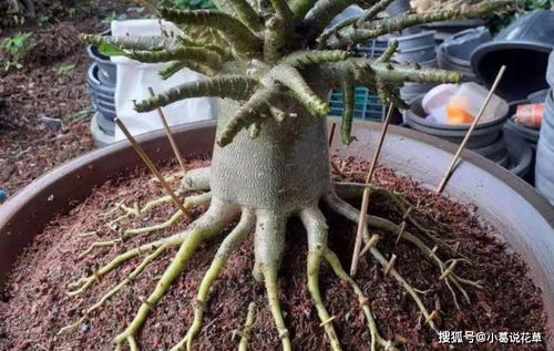 新手养花发现3种 状况 ,千万别墨迹,换盆才是最正确的方法