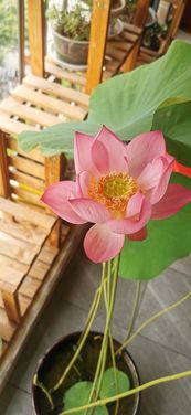 碗莲不开花 挖点 荷塘泥 ,换个大花盆,不出一个月就开花