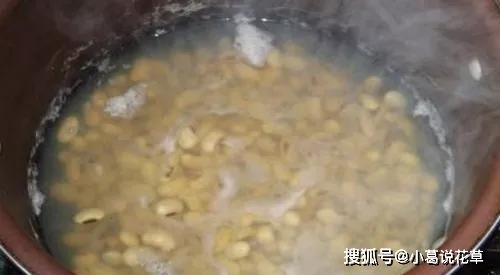 五月养长寿花,半月给它喝一勺这种万能水,花苞长得一茬接一茬