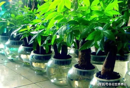 草木灰到底怎么养花 好奇的朋友来看看,收获不少