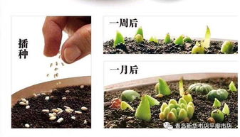 从种子开始种多肉 享受别样的趣致