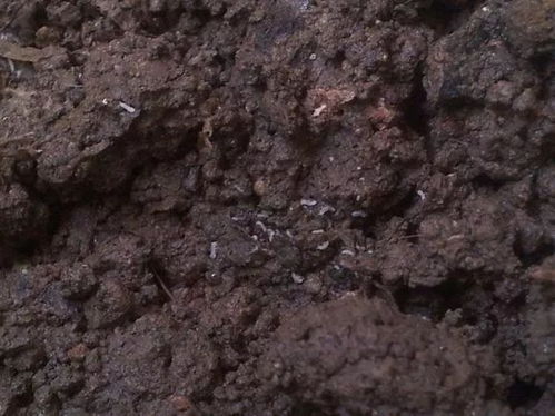花土有小白虫怎么样处理呢 教你1招解决
