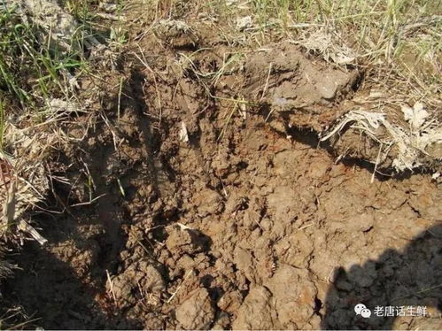 生鲜采购基础 了解常见的10种耕地土壤病