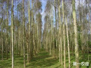 桉树怎么施肥 桉树科学施肥技术介绍