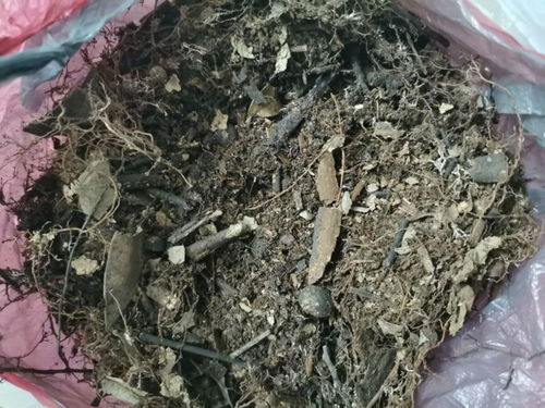 用这种土养花,不烂根 不黄叶,花蹭蹭长