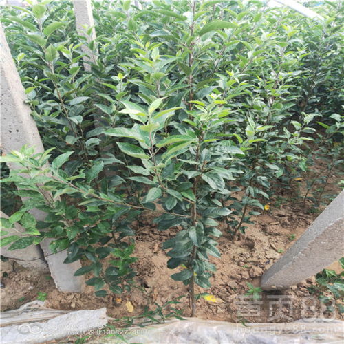 【维纳斯苹果苗多少钱红富士苹果树苗新品种】- 黄页88网