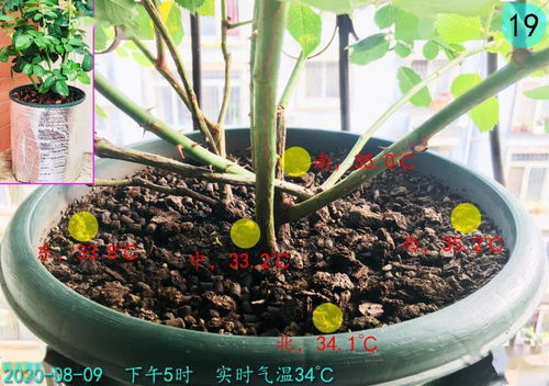 花友来稿丨超mini空间也能养月季,朱丽叶小苗,5个月爆花养成实录
