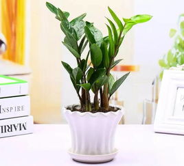 你们家有 这10种植物旺财又旺宅